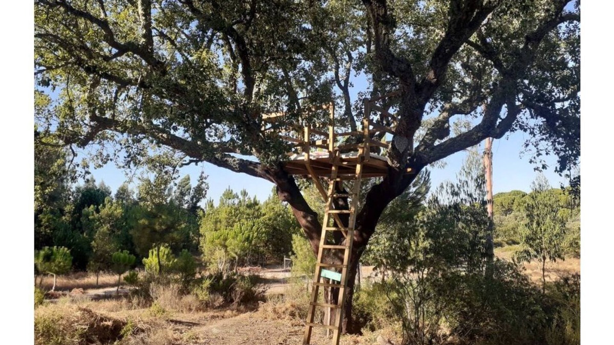 Vale de Mulheres House | Árvore dos Sonhos - Tree House