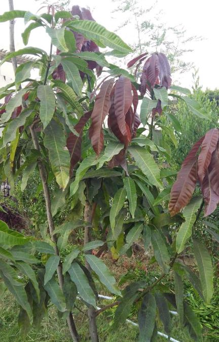 Ismailia Apartment | قرية النورس