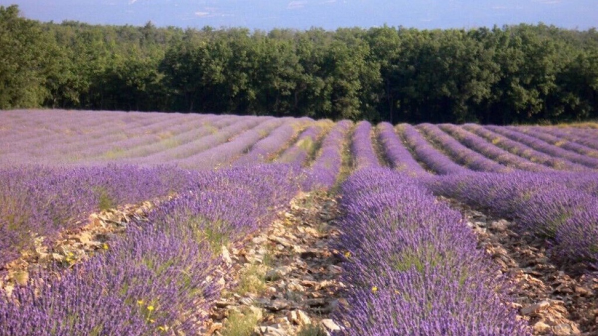 Saignon House | 1 Bedroom Private vacation home in Saignon