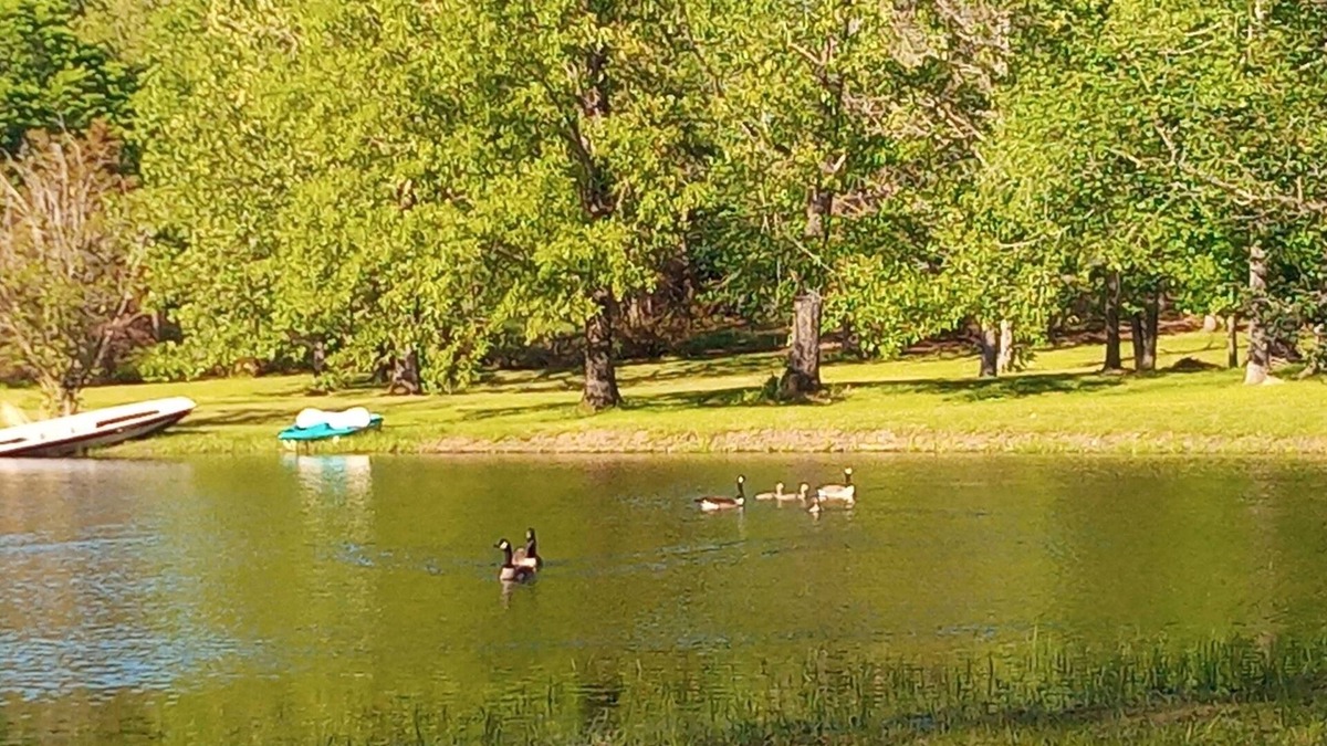 Adamsville Cabin | 2-Bedroom Tiny Home with full kitchen, laundry, wifi, and beautiful pond views