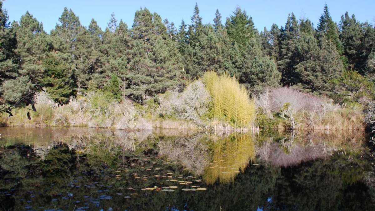 Mendocino Cottage | 2 Seperate Cottages on 50 + acre Mendocino Tranquility Meadows Nature Sanctuary
