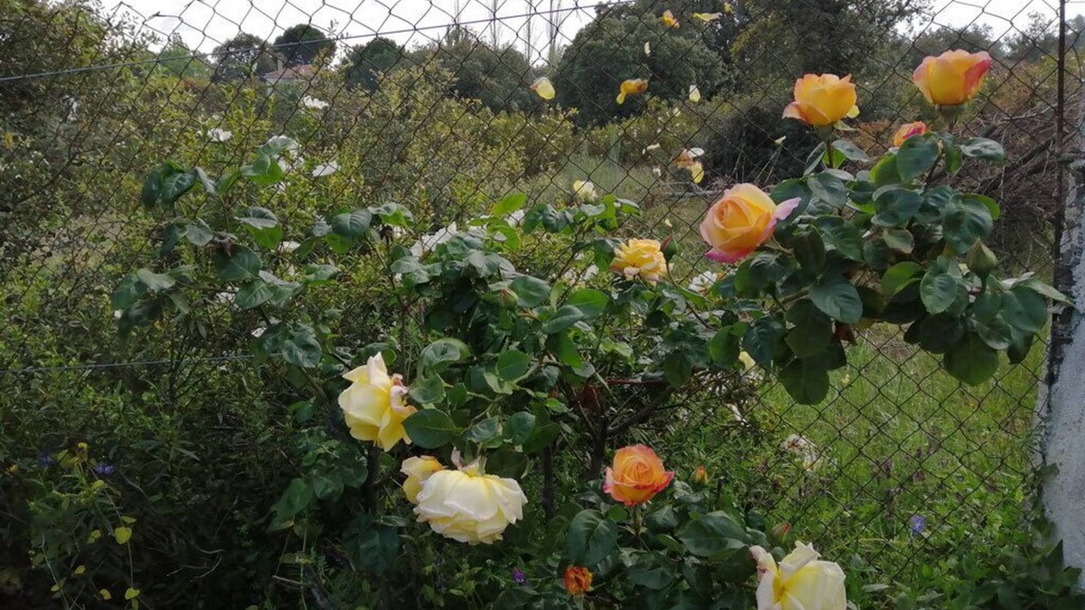 Villa del Prado Ski Chalet | 2000 meters of garden surrounded by nature