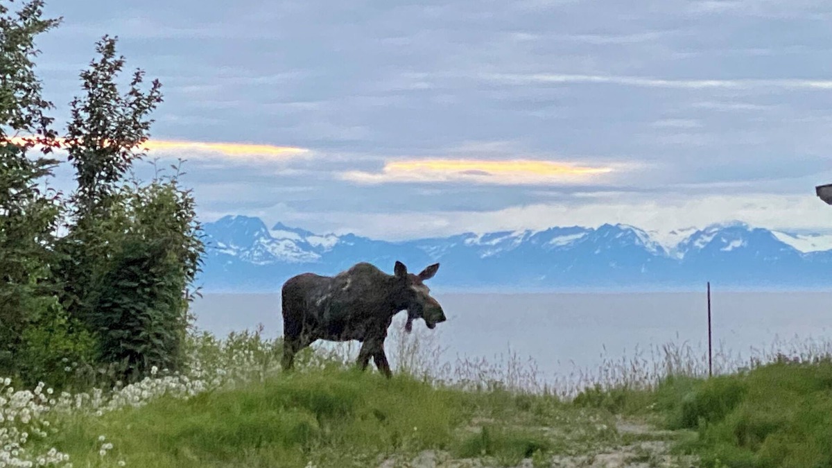 Kenai Apartment | 308 Moose Unit - Kenai Minutes from downtown and two blocks to the Beach!