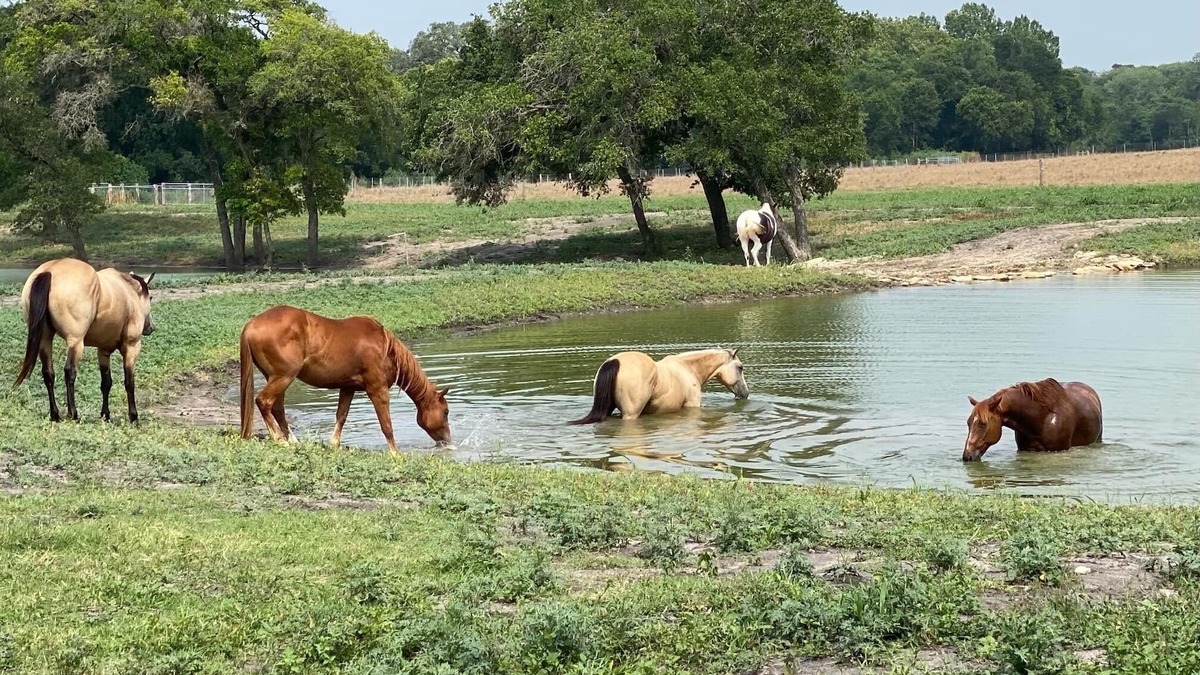 Brenham Apartment | 6 Suites on 73 Acres - 10min to Round Top - halfway between Austin & Houston