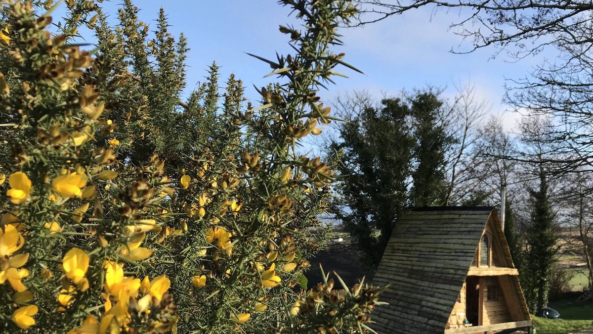 Inch Island Cabin | A Frame Cabin with Forest Views & an Irish Pub on an Island NO FERRY NEEDED