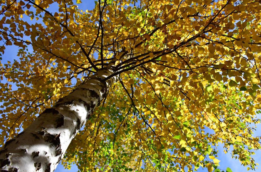 Villa Pehuenia Apartment | ABEDULES CABAÑAS PEHUENIA