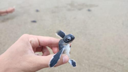 Sarongan House | Adventure Turtle Homestay Meru Betiri