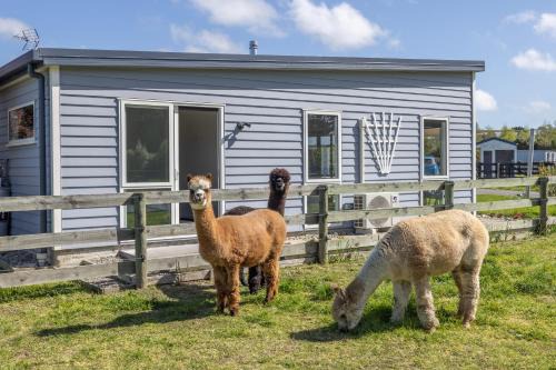 Rolleston House | Alpaca Serenity Farmhouse