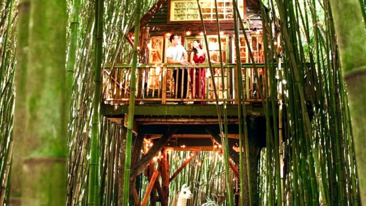 Atlanta Cottage | Alpaca Treehouse in the Bamboo Forest
