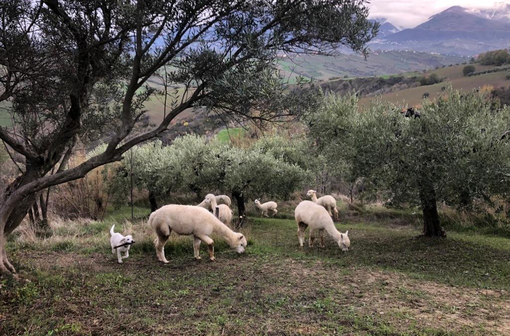 San Vincenzo-Cerchiara House | Alpacafarm Abruzzovakantie