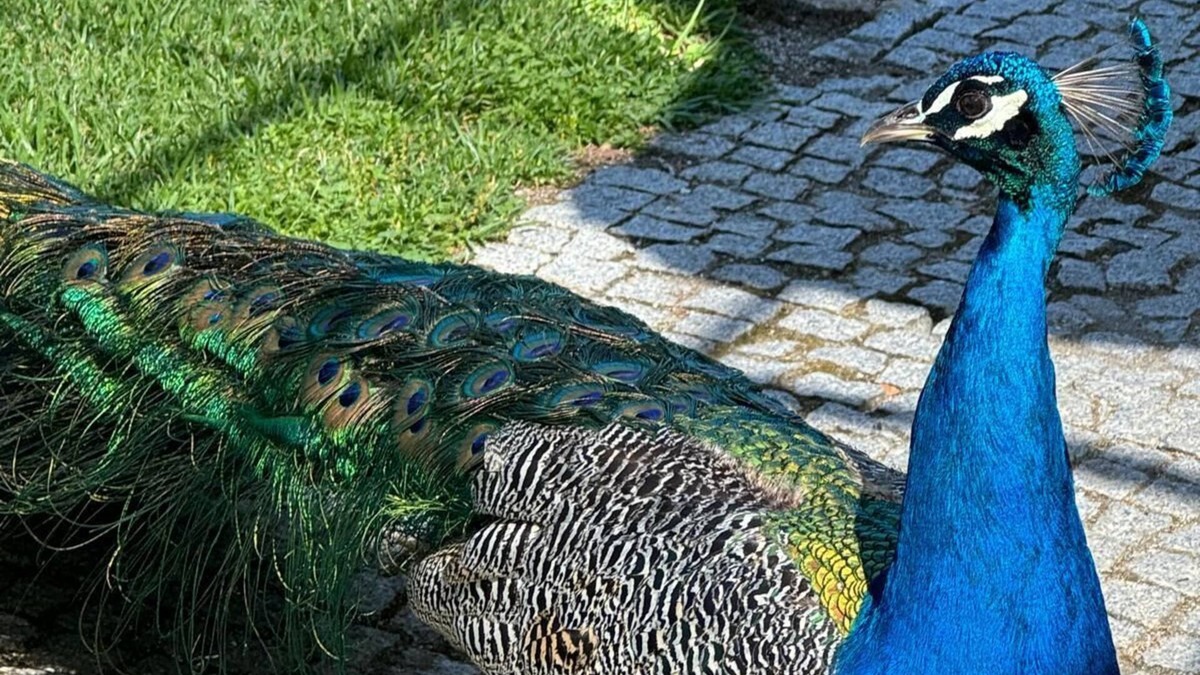 Povoa de Santa Iria e Forte da Casa Apartment | Apartament with good location and comfort!