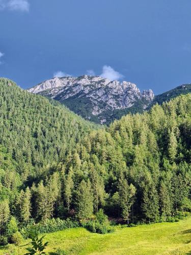 San Colombano Apartment | Apartamento Pino Verde in San Colombano VT Vista, Natura, Wifi