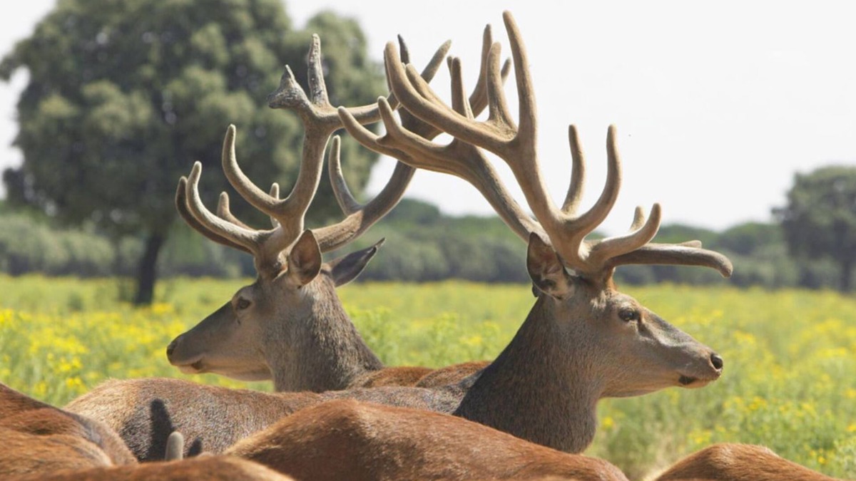 Quintanilla de Onesimo Apartment | Apartment La Casita de la Planta