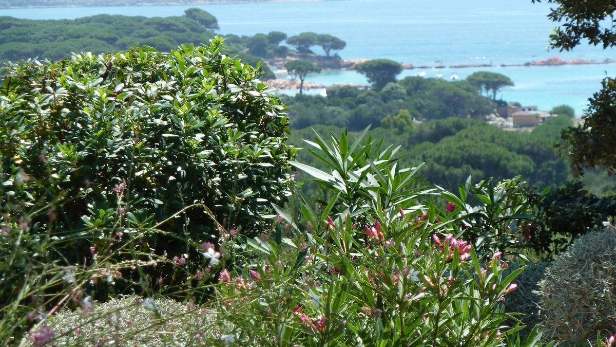 Hameau de Palombaggia Apartment | Apartment for 4 persons in Corsica (S/O) with sea view