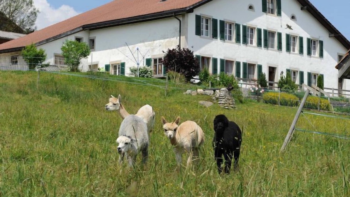 Muriaux Apartment | Apartment Gîte - Ferme O'Clés in Les Breuleux - 4 persons, 1 bedrooms
