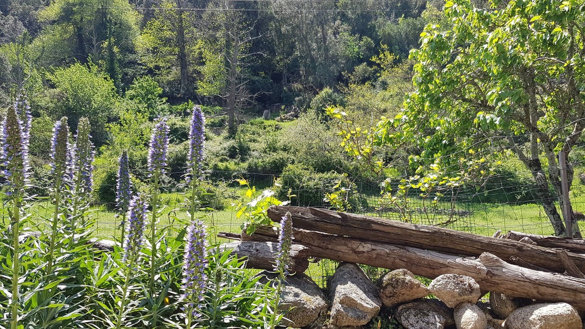 Mela Apartment | Apartment / Studio in the mountains with covered terrace for 2 people in Corsica