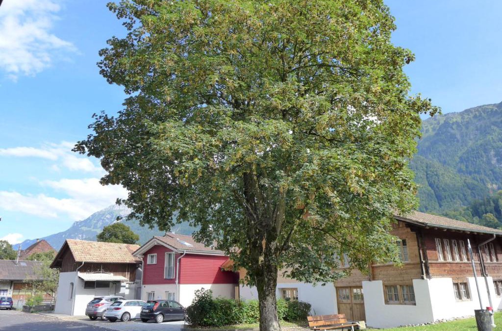 Boenigen Apartment | Apartment Tilia by Interhome