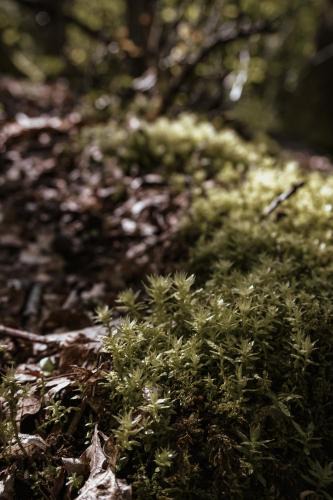 Fischbach bei Dahn Apartment | APARTMENTS mit PRIVAT SPA - Haus LuKa