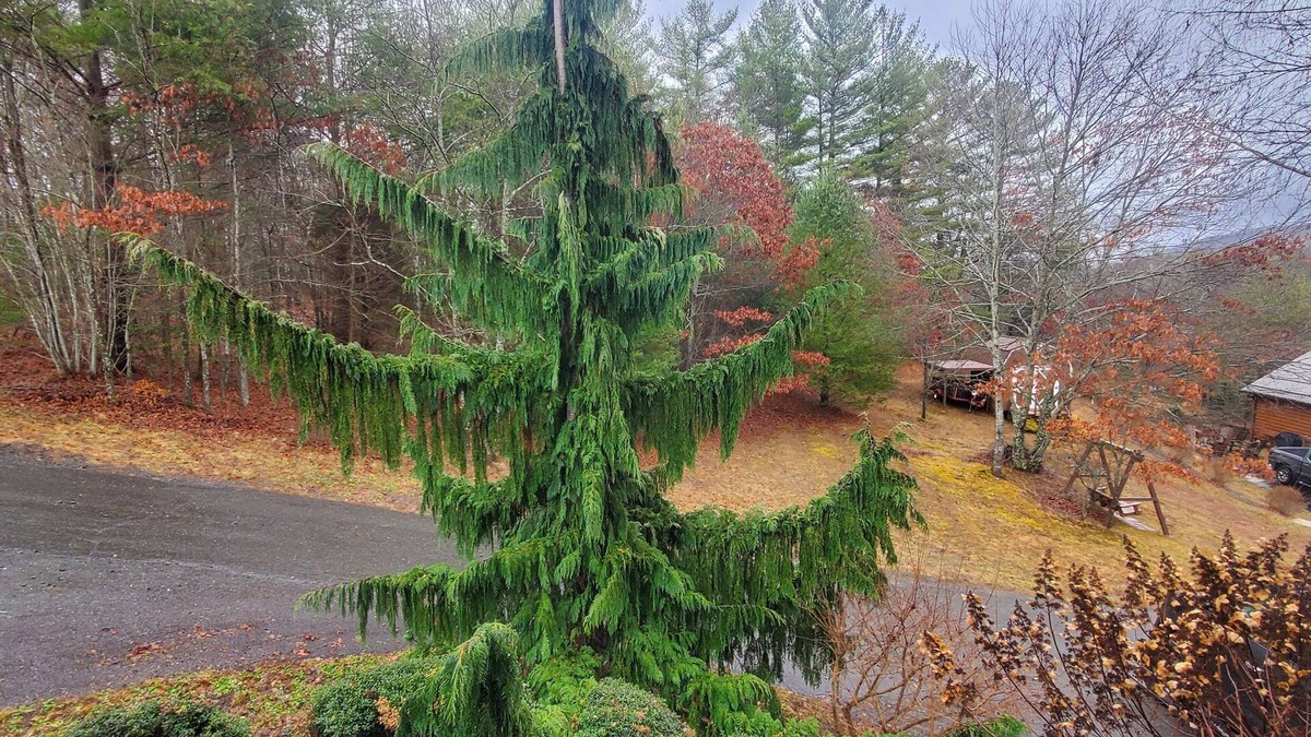 Fleetwood Cabin | Appalachian Mountain Evergreen Retreat