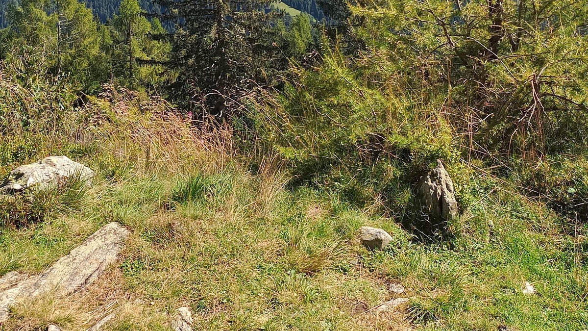Canal San Bovo Apartment | appartamento immerso nel verde delle dolomiti