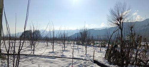 Pahalgam Apartment | Apple Garden view and restaurant