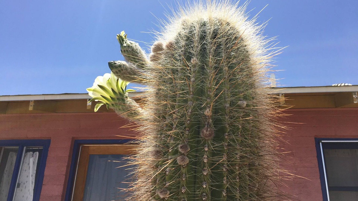 Panorama Heights Cabin | Artistic, Cool & Comfy Cabin Rental in Joshua Tree
