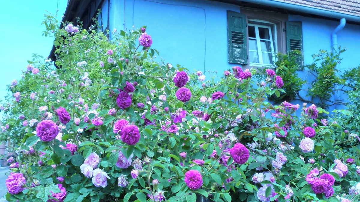 Uttenhoffen Other | Authentic Alsatian house with magnificent garden