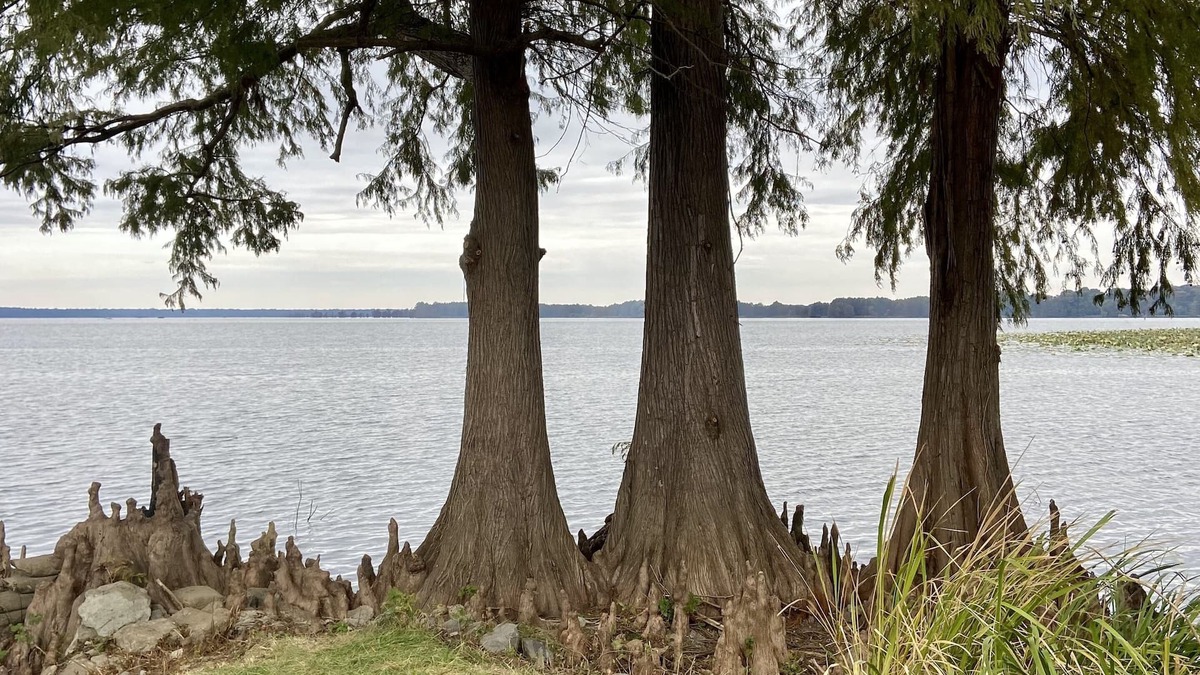 Samburg House | Authentic Reelfoot Retreat!