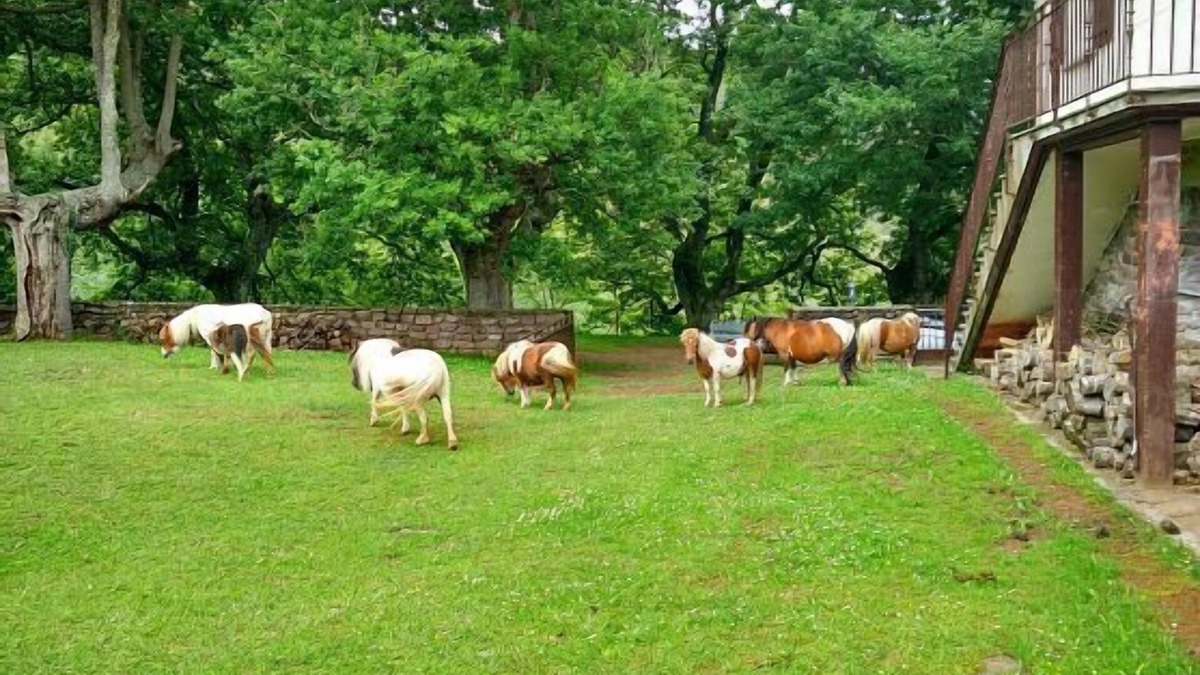 Elbete Cottage | Autxikoborda rural apartment for 6 people