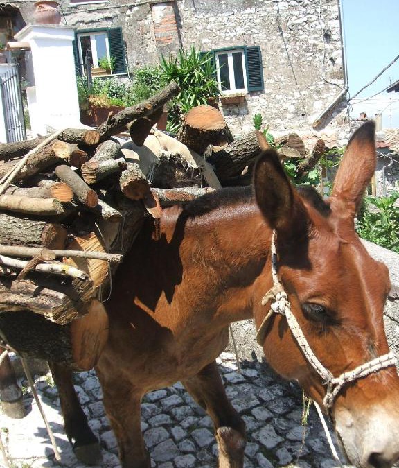 Artena Bed & Breakfast | B&B Dell' Artista