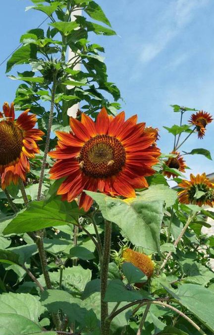 Spezzano della Sila Bed & Breakfast | B&B Il Girasole