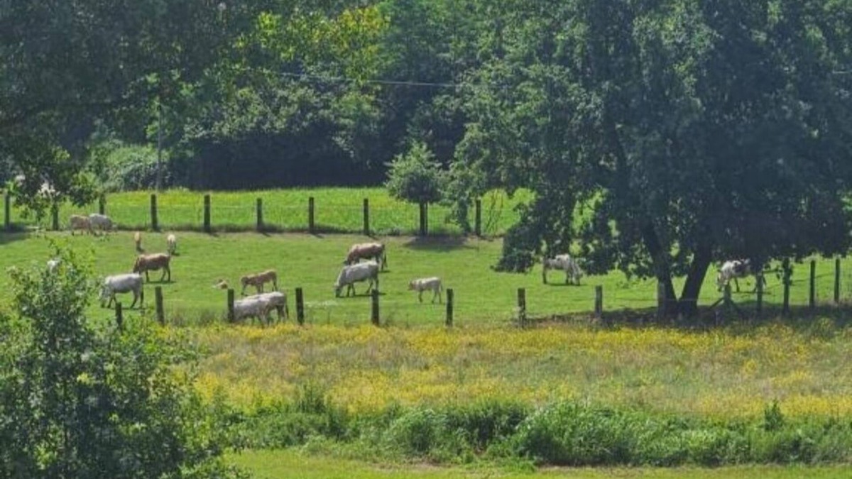 Tigliole House | B&B La Rugiada. A 20th century residence immersed in the greenery of Monferrato.