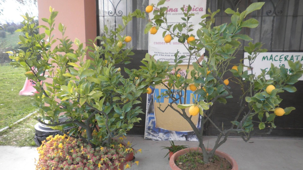 Morrovalle Bed & Breakfast | B&B Severini