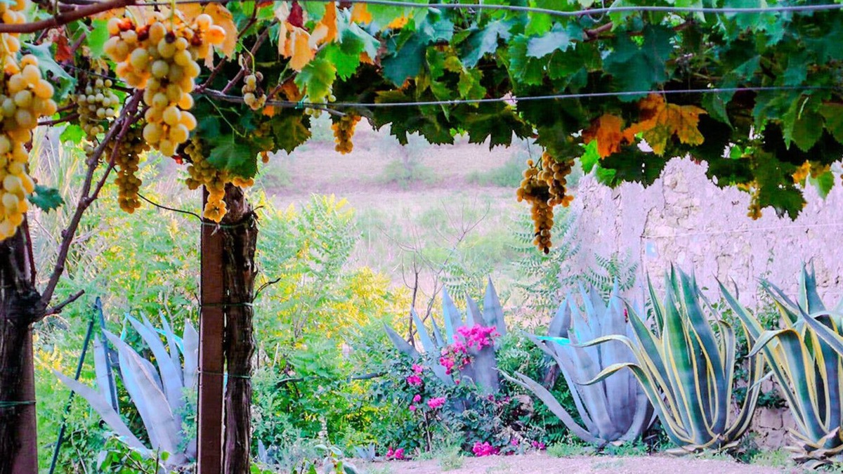 Mazzarino Apartment | Bartoli Estate - Agave Apartment