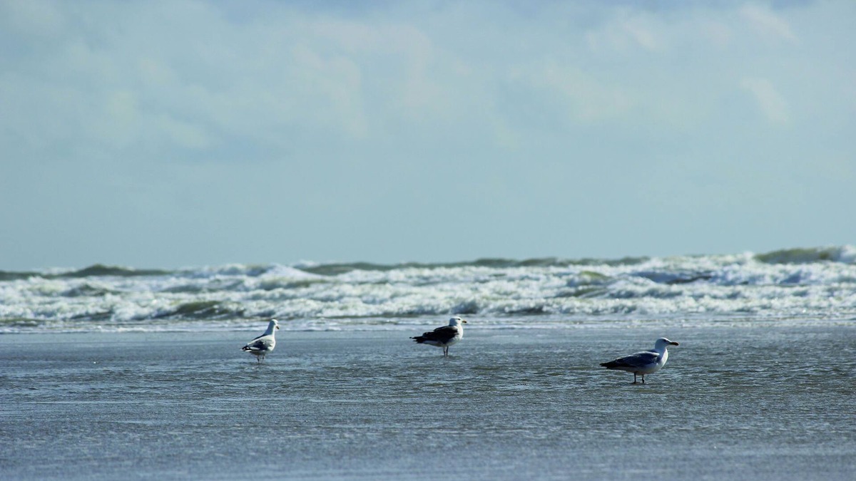 Toenning Hotel | BE BIO Hotel be active