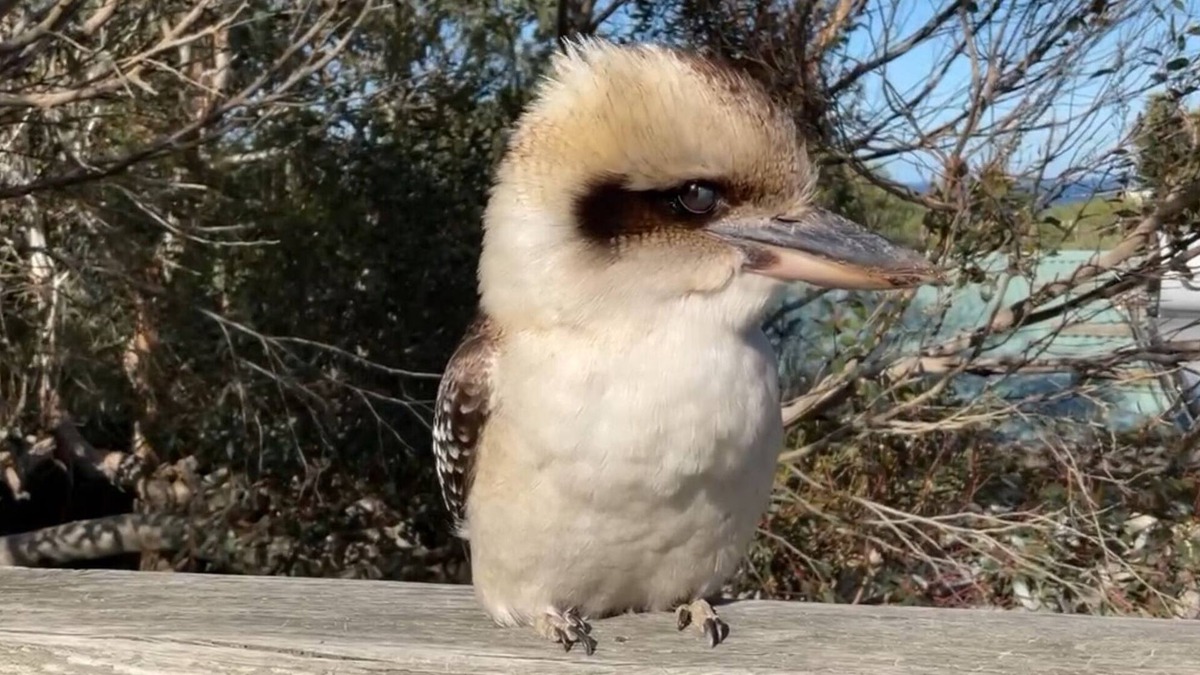 Kilcunda Cottage | Beach and Bush - La Cabaña by the Sea Kilcunda