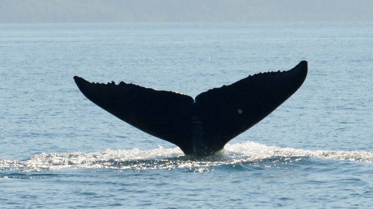 Kodiak Apartment | BEARS, BIRDS, AND WHALES