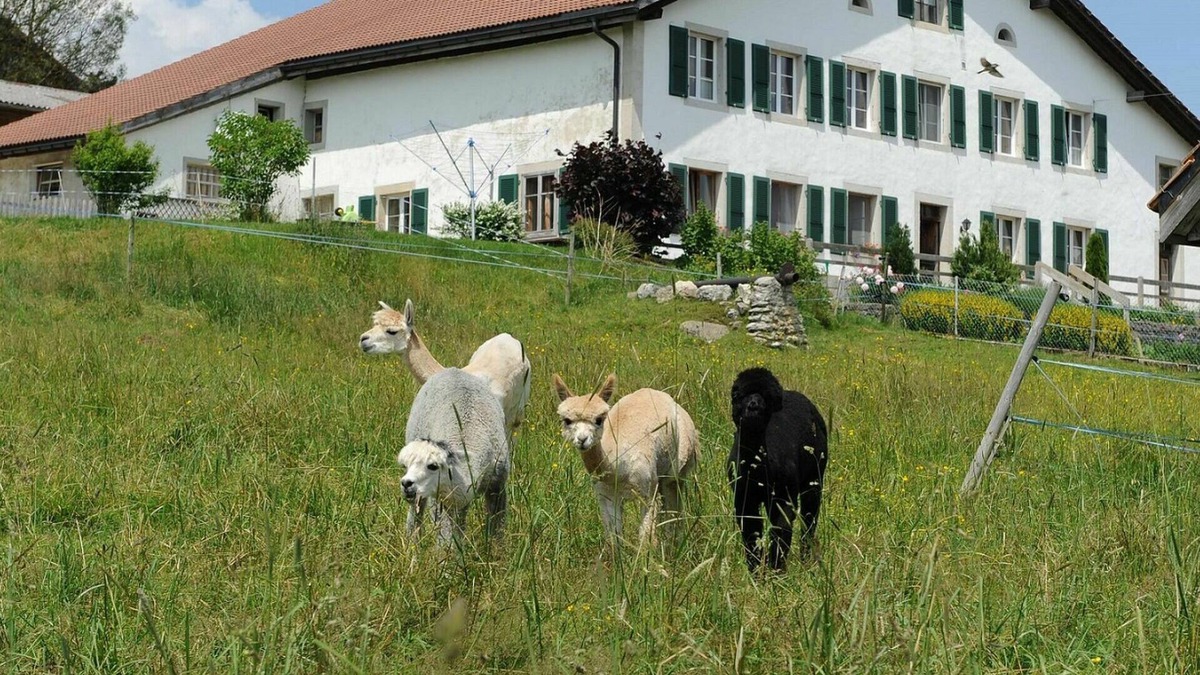 Muriaux Apartment | Beautiful apartment for 4 guests with WIFI, balcony, pets allowed and parking
