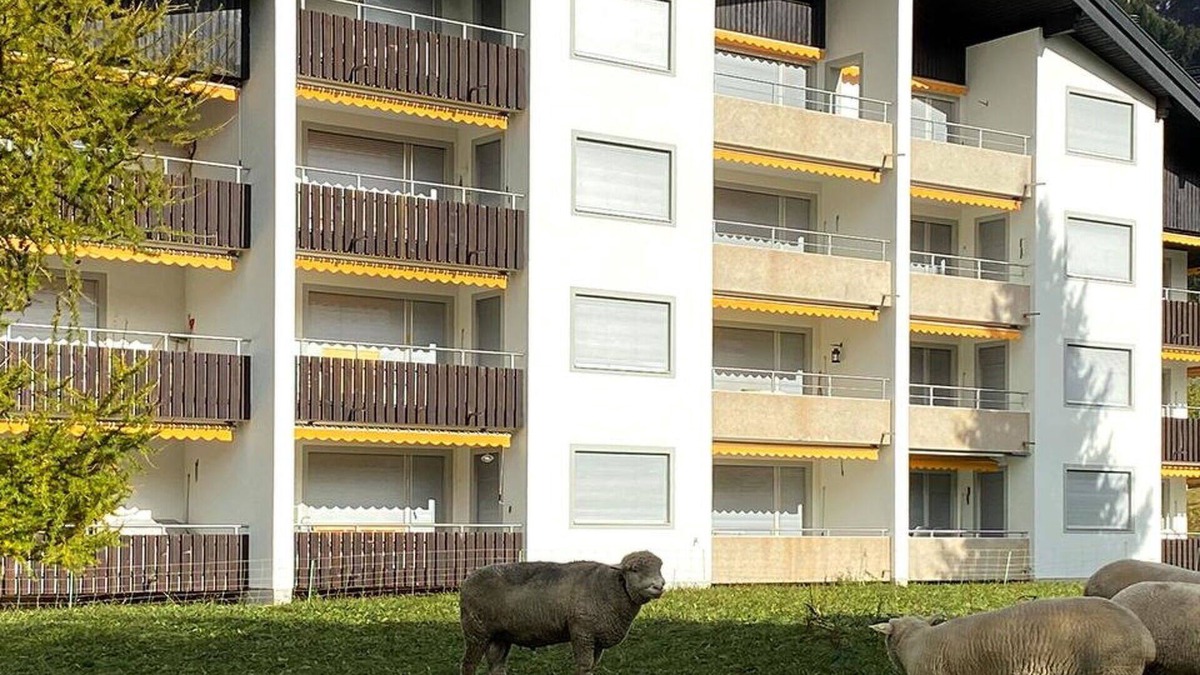 Parpan Apartment | Beautiful apartment for 6 people with WIFI, TV and balcony