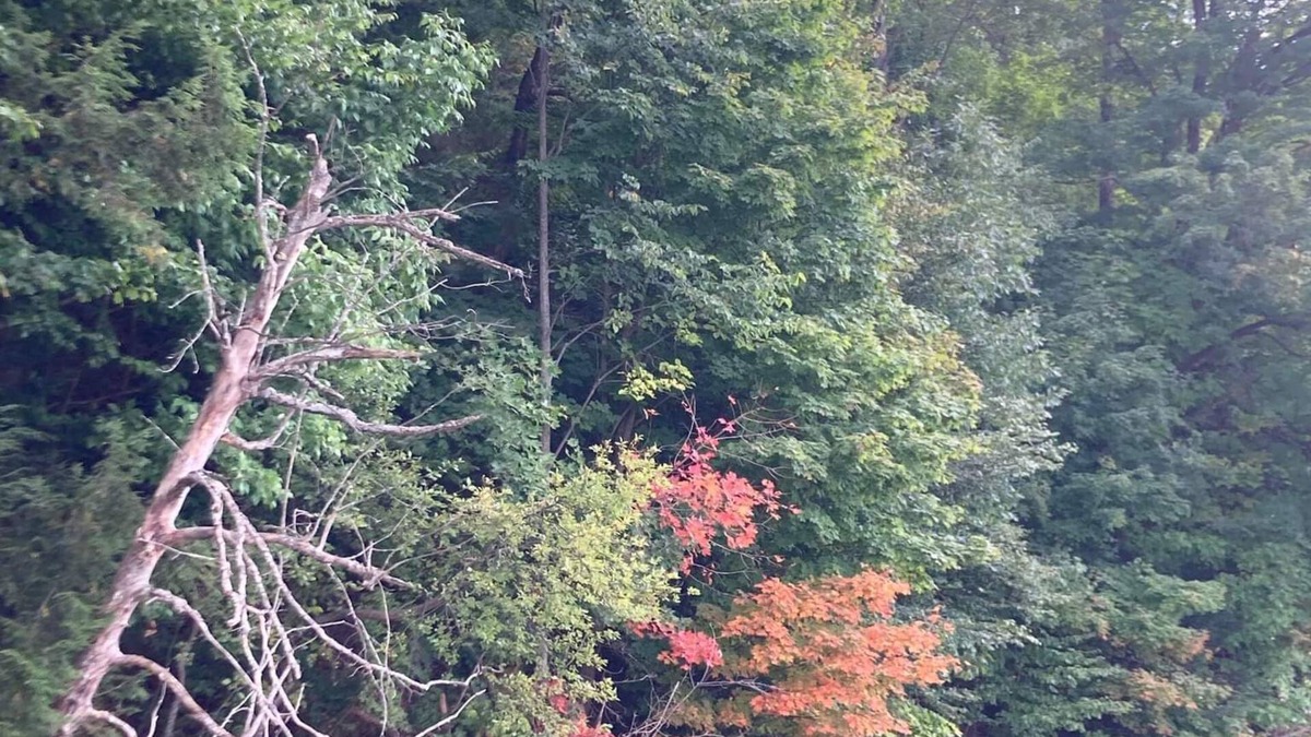Mesick Cabin | Beautiful cabin on the Manistee River