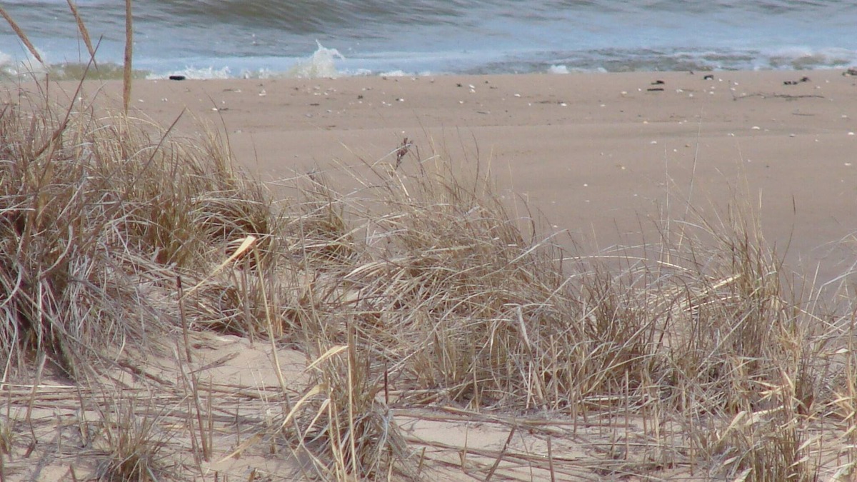 Sturgeon Bay Cottage | Beautiful Cozy Cottage on Lake Michigan! Summer is here! Don't miss Door county!