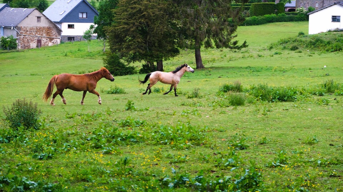 Medendorf Other | Beautifully renovated farmhouse of 1872