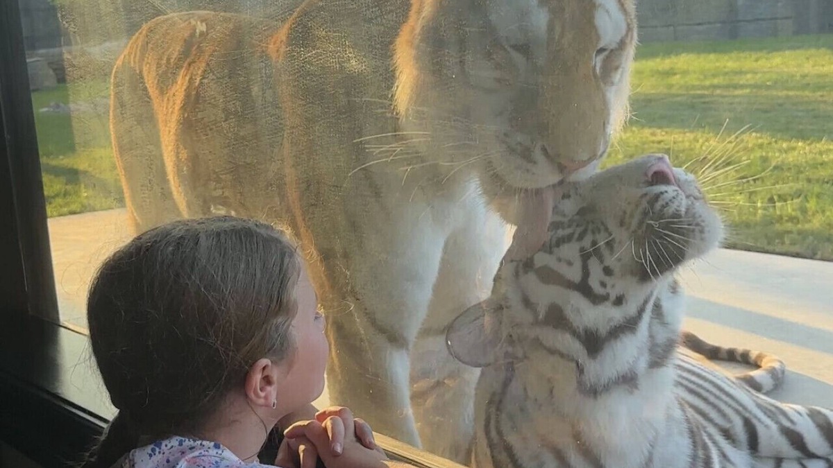 Town of Sullivan House | Big Cat Bungalows at The Haven - Tiger 1