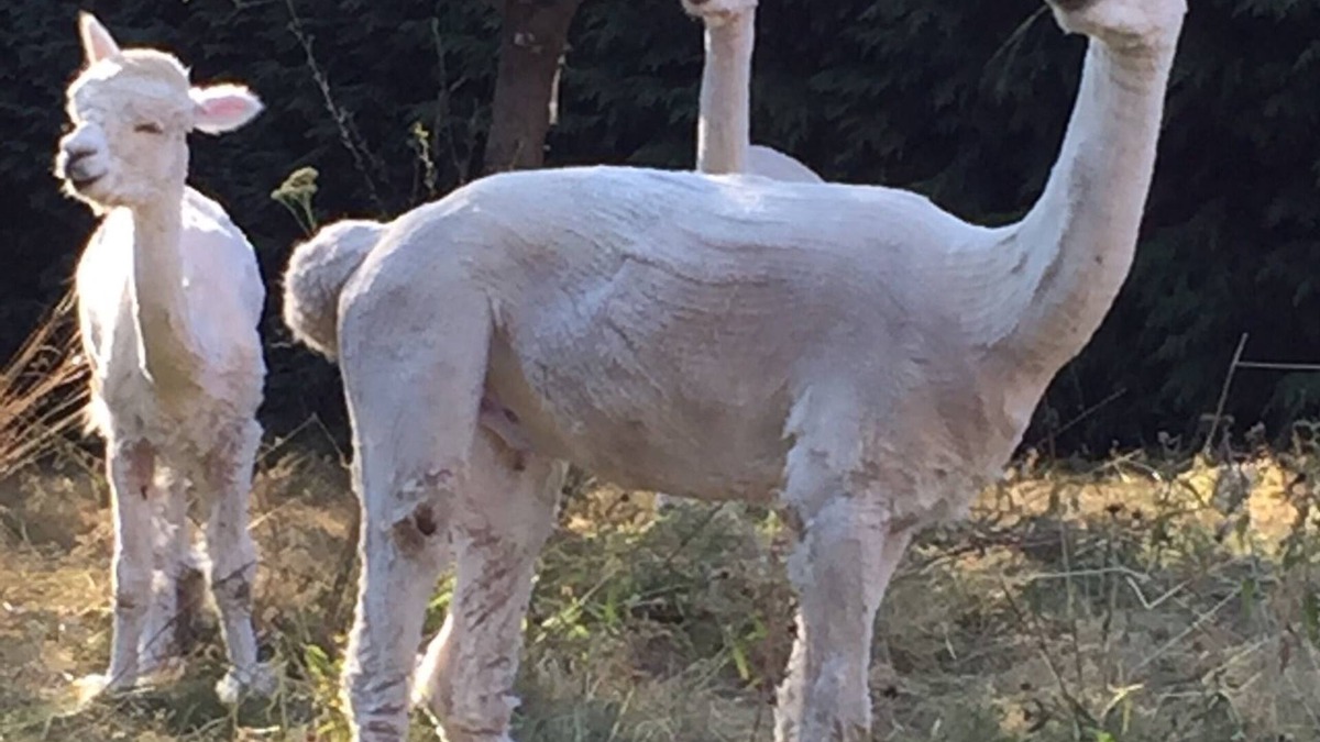 Saint-Dizier-Leyrenne Cottage | Bijou cottage in the heart of rural France, with alpacas in the garden.