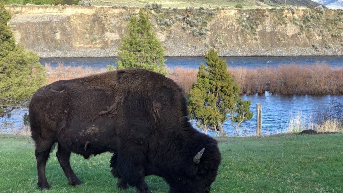 Gardiner Cabin | BISON HALLOW on the YELLOWSTONE RIVERFRONT