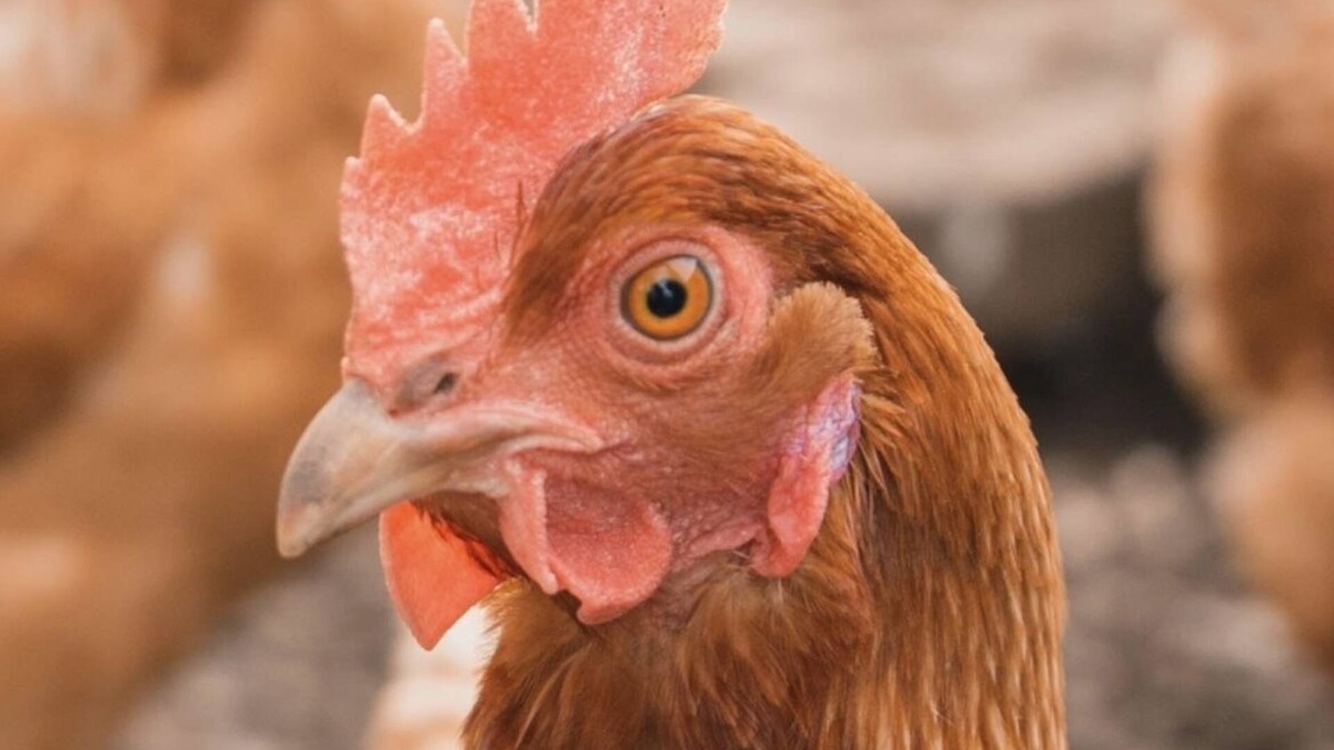 Loveland House | Brand New Listing ! Loveland Bear Chicken house, organic eggs daily remodeled