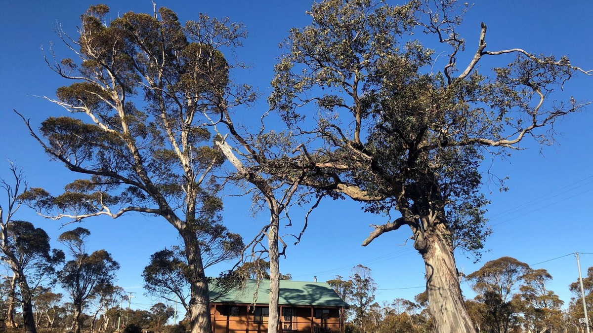 Miena House | Bull Tavern Lodge on Cider Gum