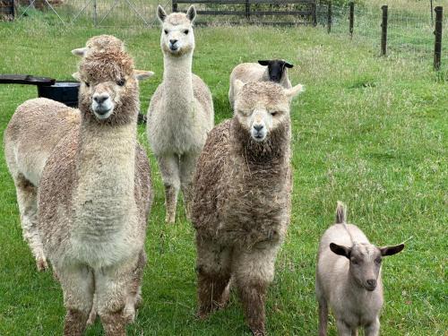 Alberton West House | Bush Retreat Farm Stay 1BR Guest Suite