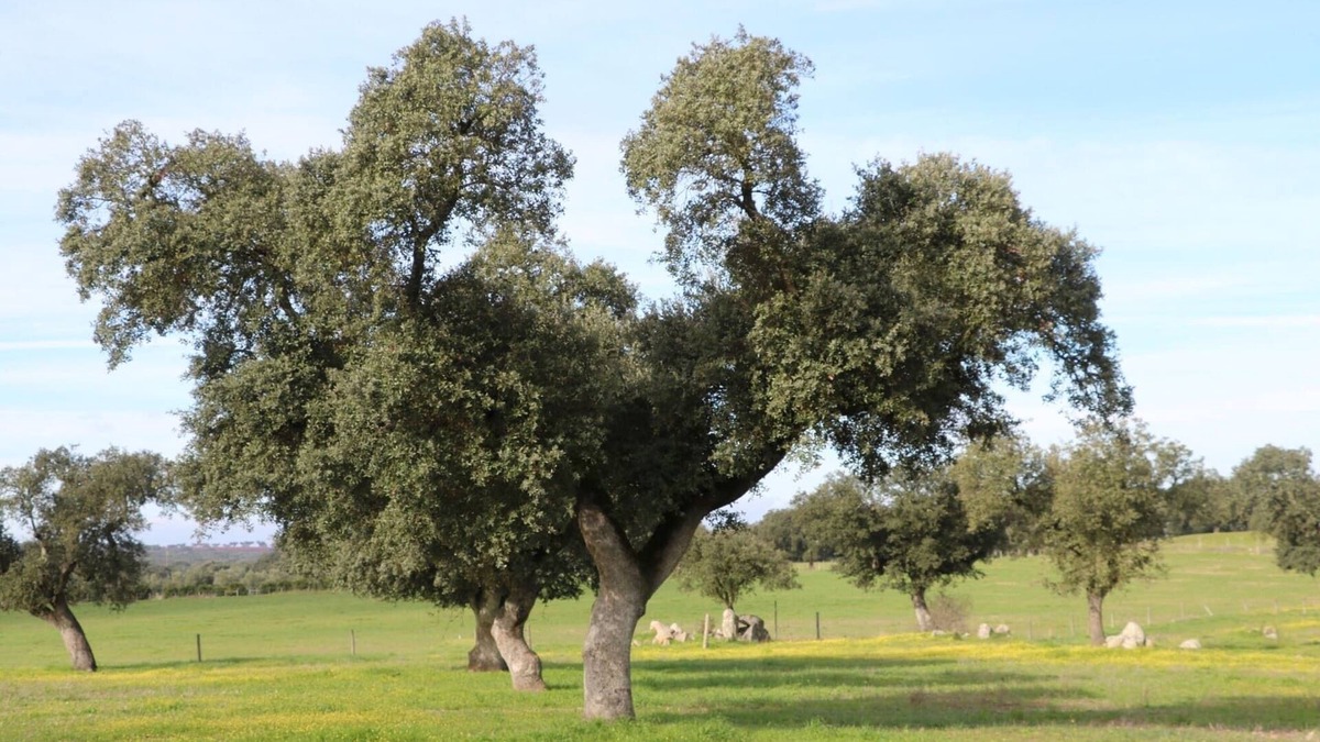 Alandroal House | C M Casa de Mares Local Accommodation