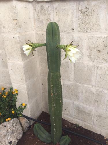 Speziale House | Cactus e ulivi villa a Speziale